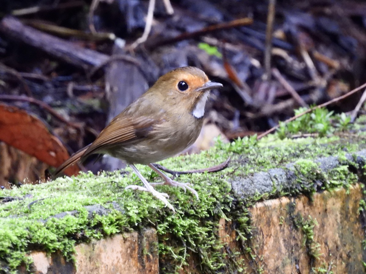 Rufous-browed Flycatcher - ML647814624