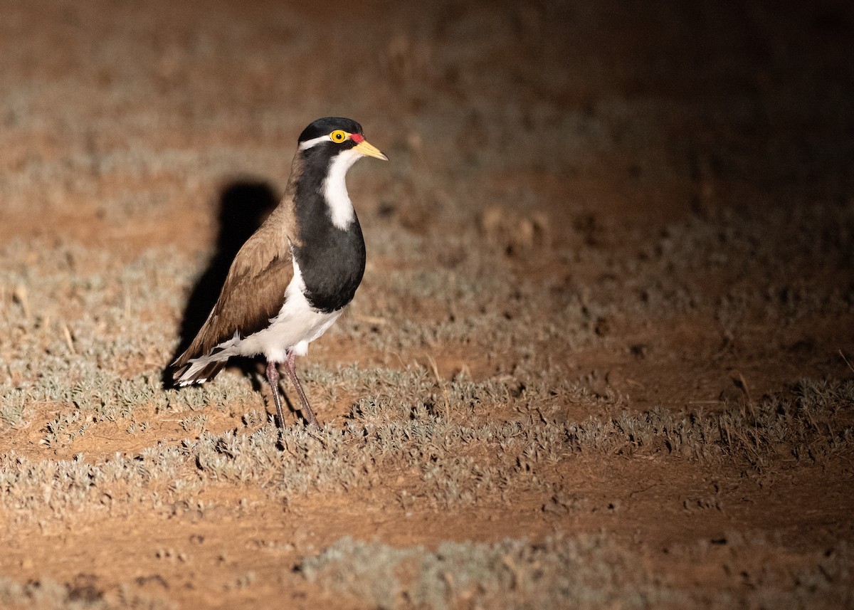 Banded Lapwing - ML647814657