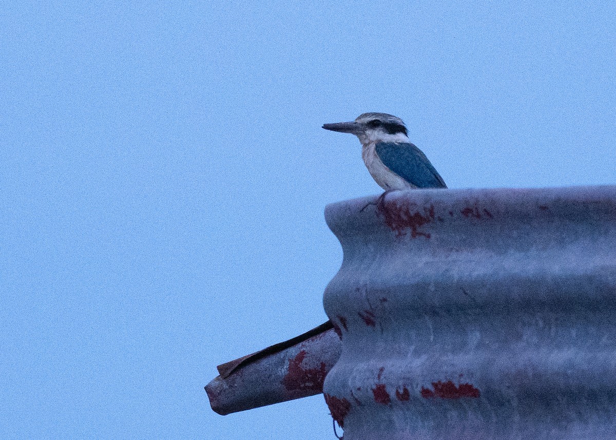 Red-backed Kingfisher - ML647814671