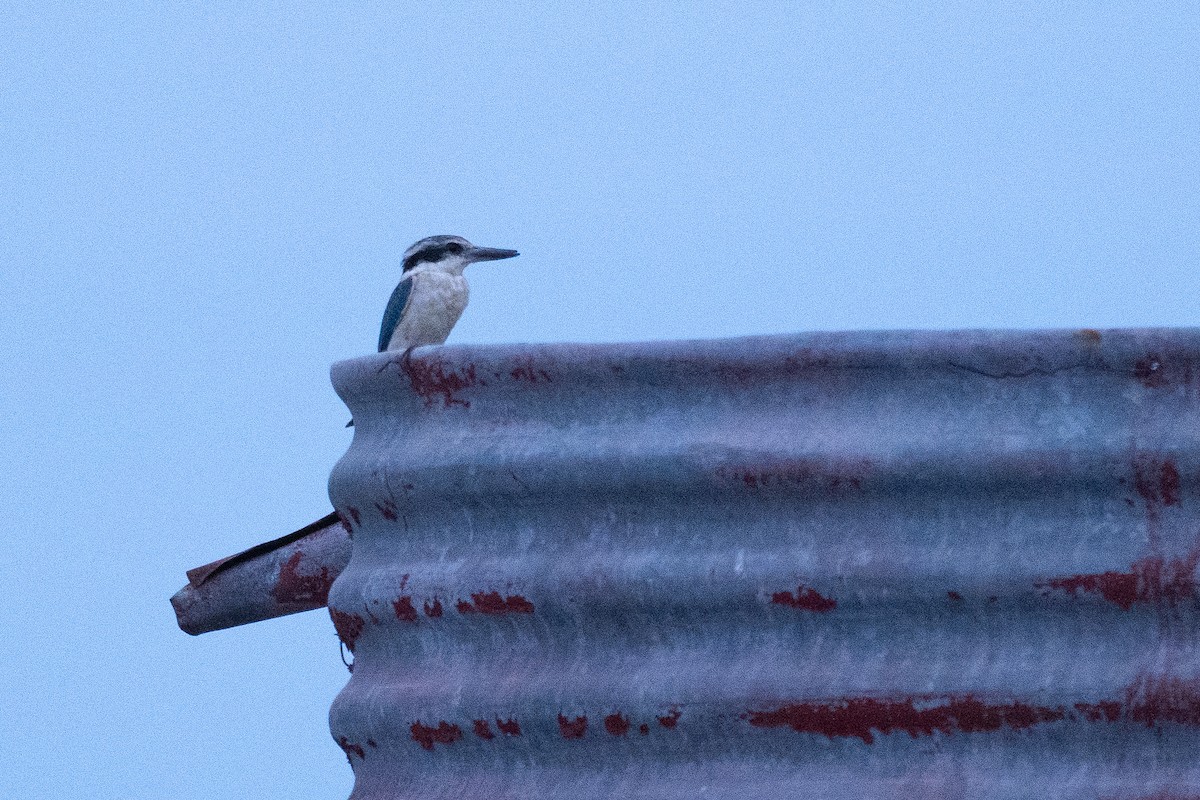Red-backed Kingfisher - ML647814672