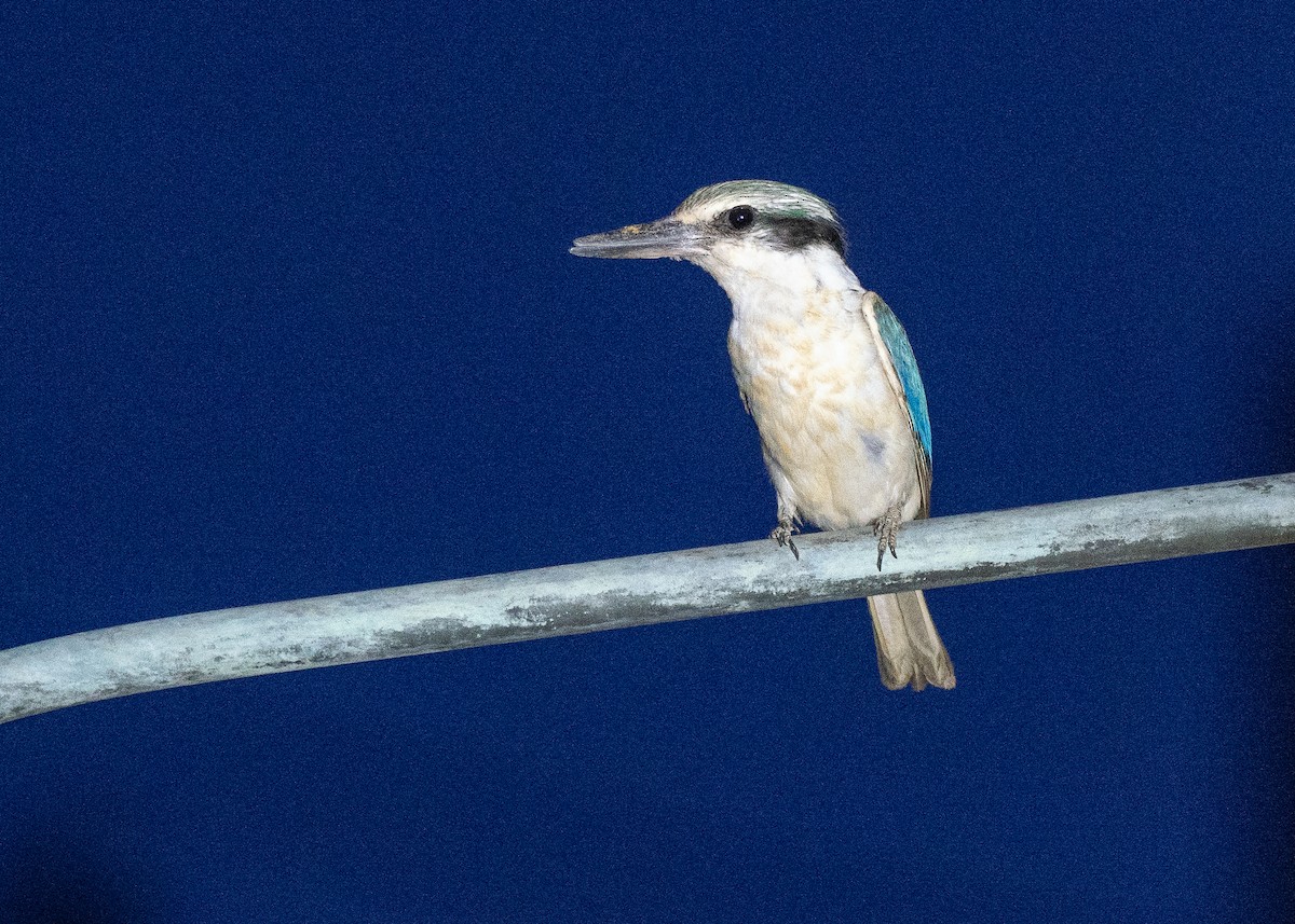 Red-backed Kingfisher - ML647814673