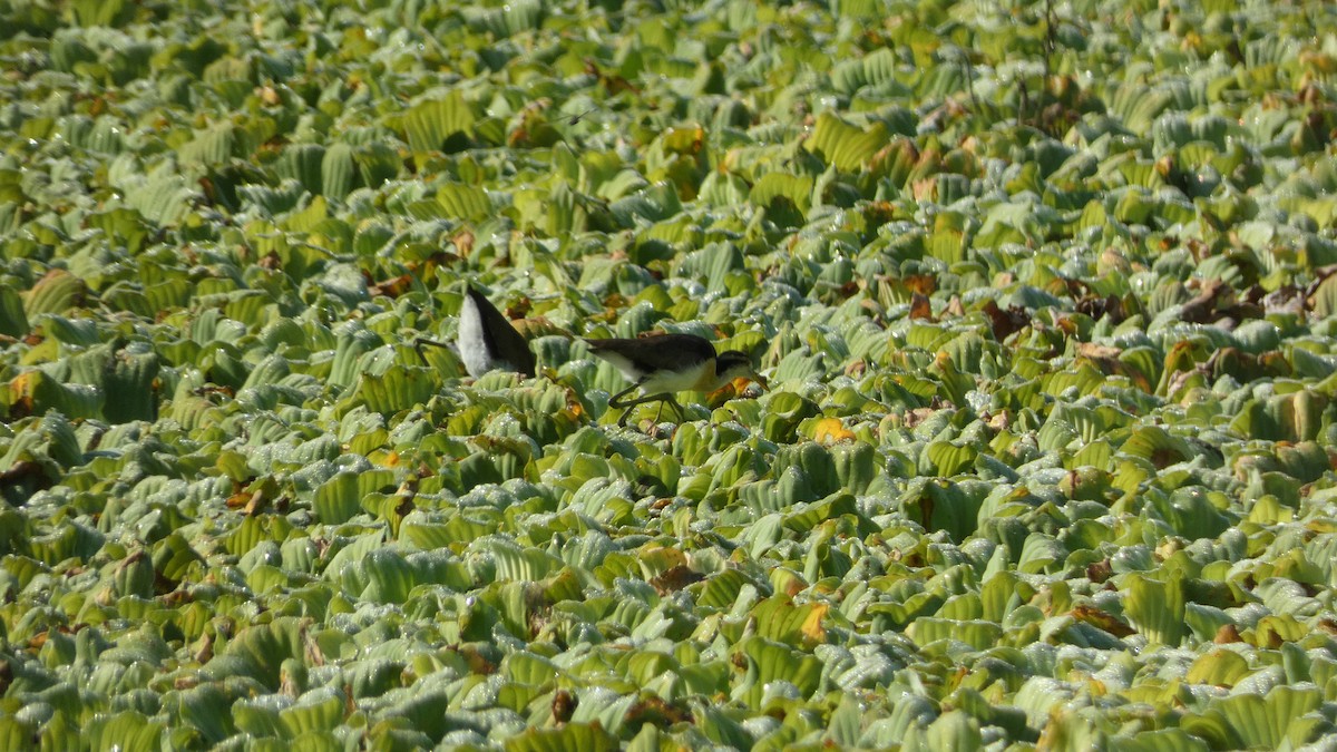 Northern Jacana - ML647814680