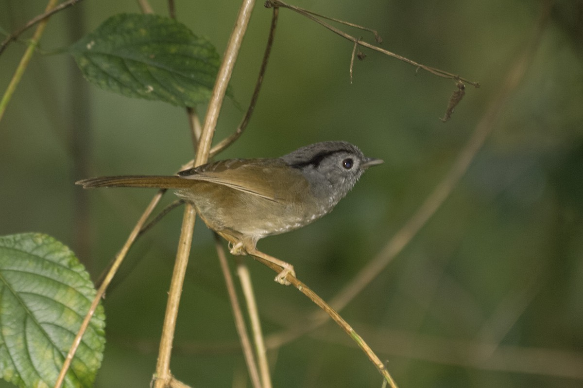 Mountain Fulvetta - ML647814681