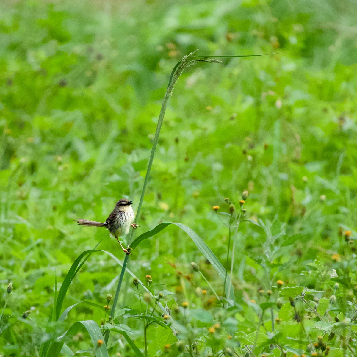 Drakensberg Prinia - ML647814686