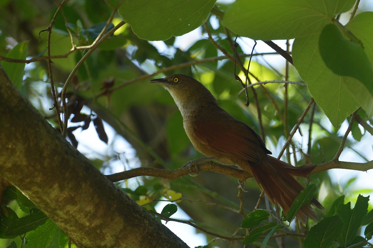 Greater Thornbird - ML647814687