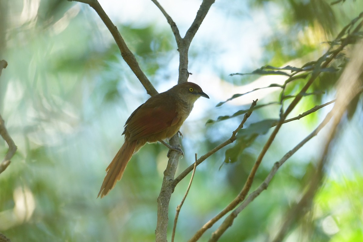 Greater Thornbird - ML647814688