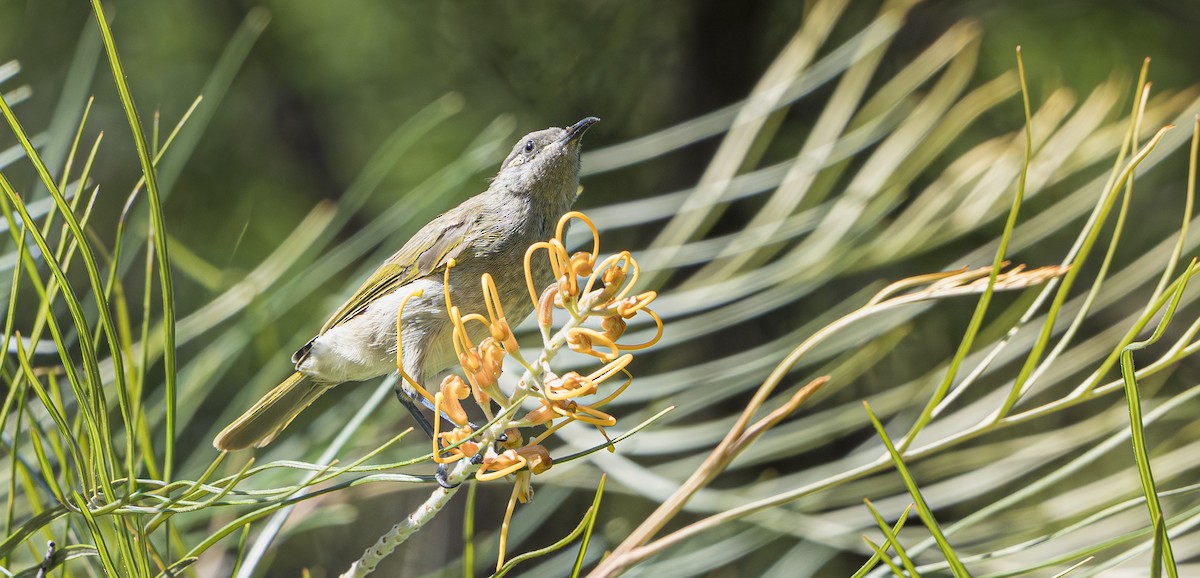 Brown Honeyeater - ML647814689