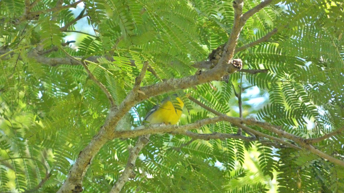 Tropical Parula - ML647814690