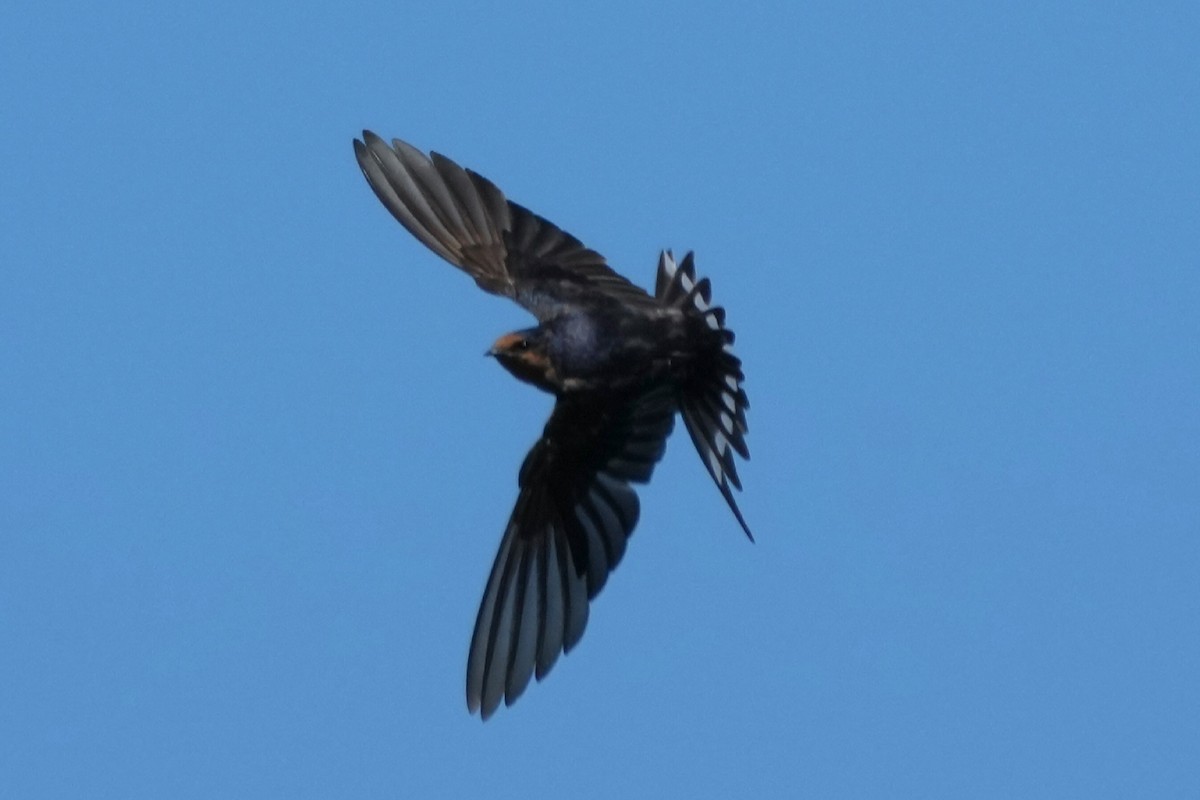 Welcome Swallow - ML647814691