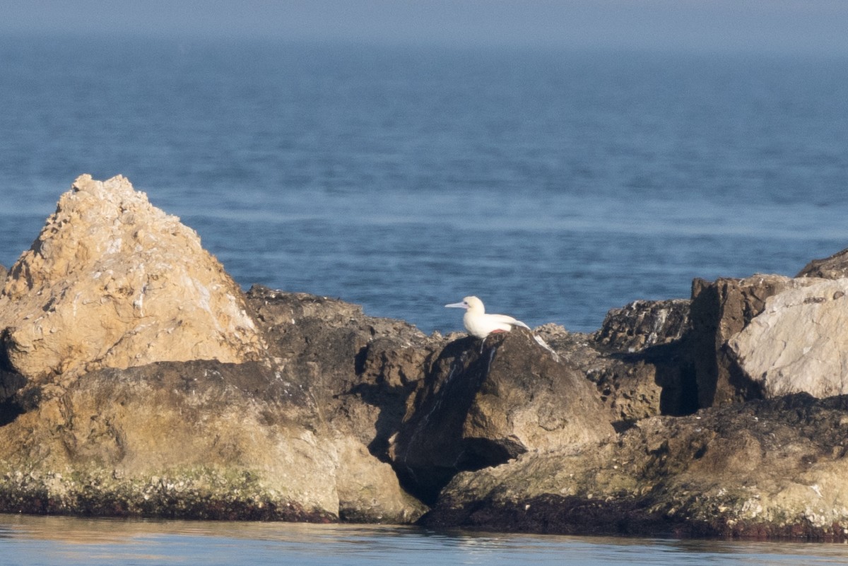 Red-footed Booby - ML647814692