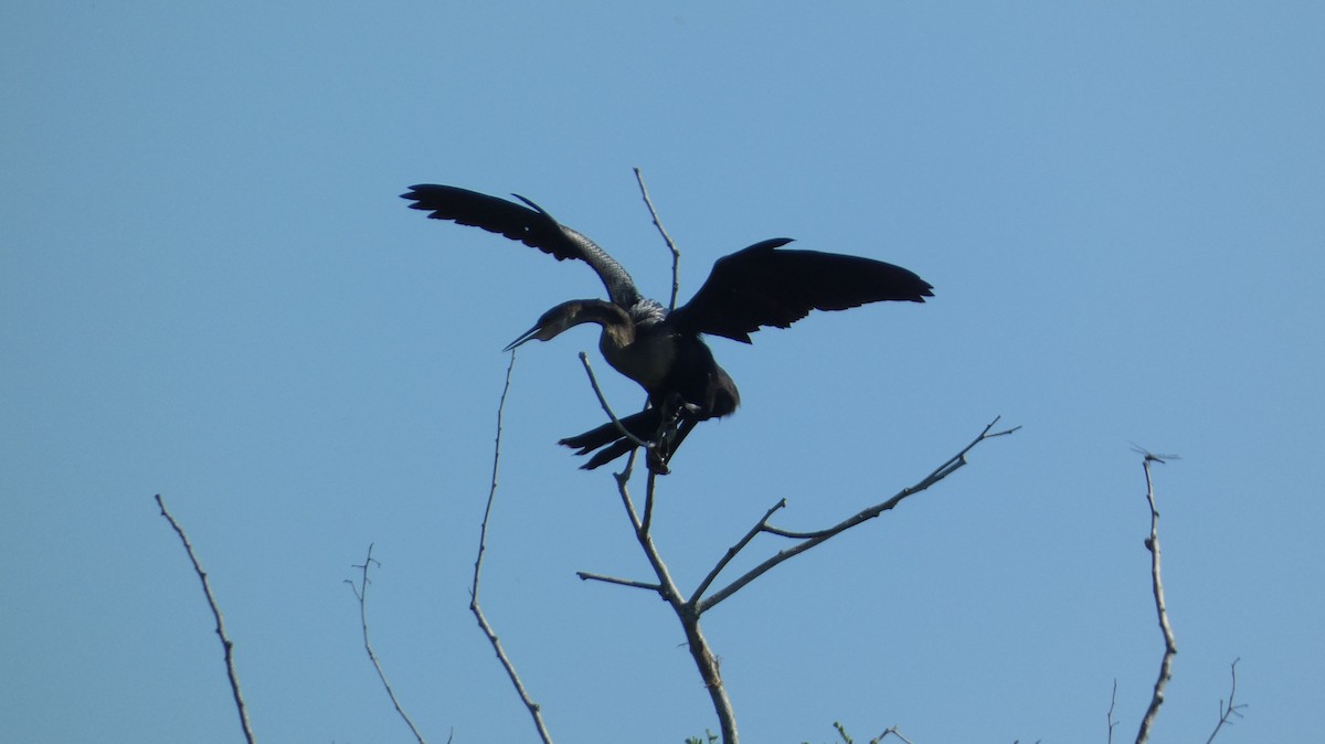 Anhinga - ML647814693