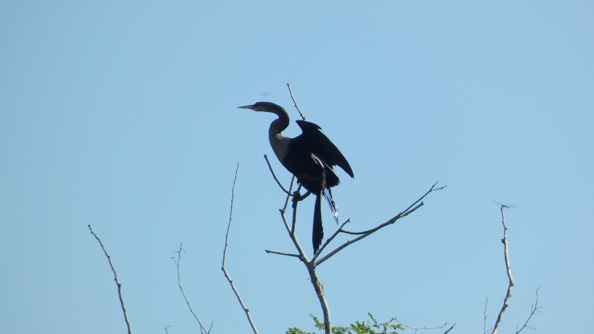 Anhinga - ML647814694