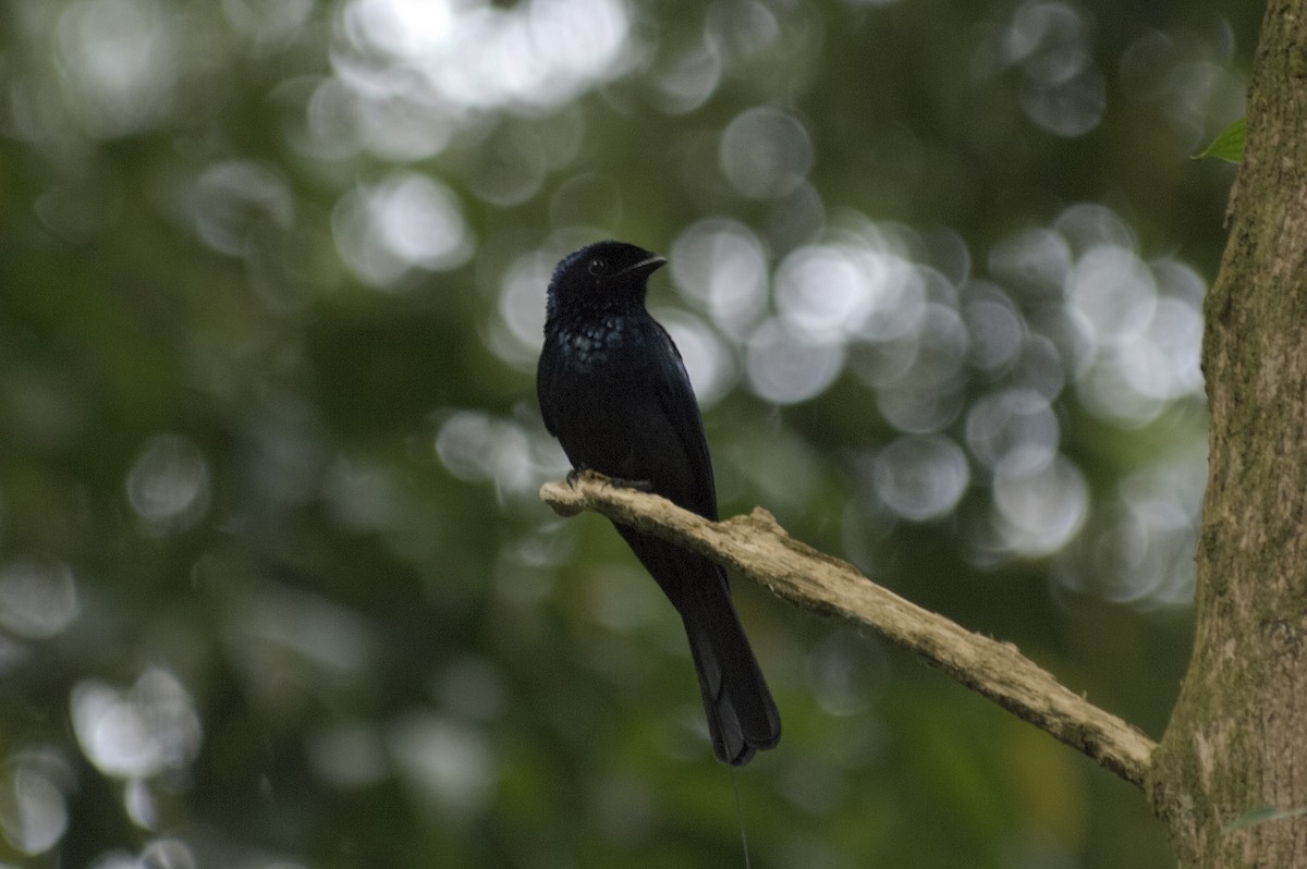 Lesser Racket-tailed Drongo - ML647814695