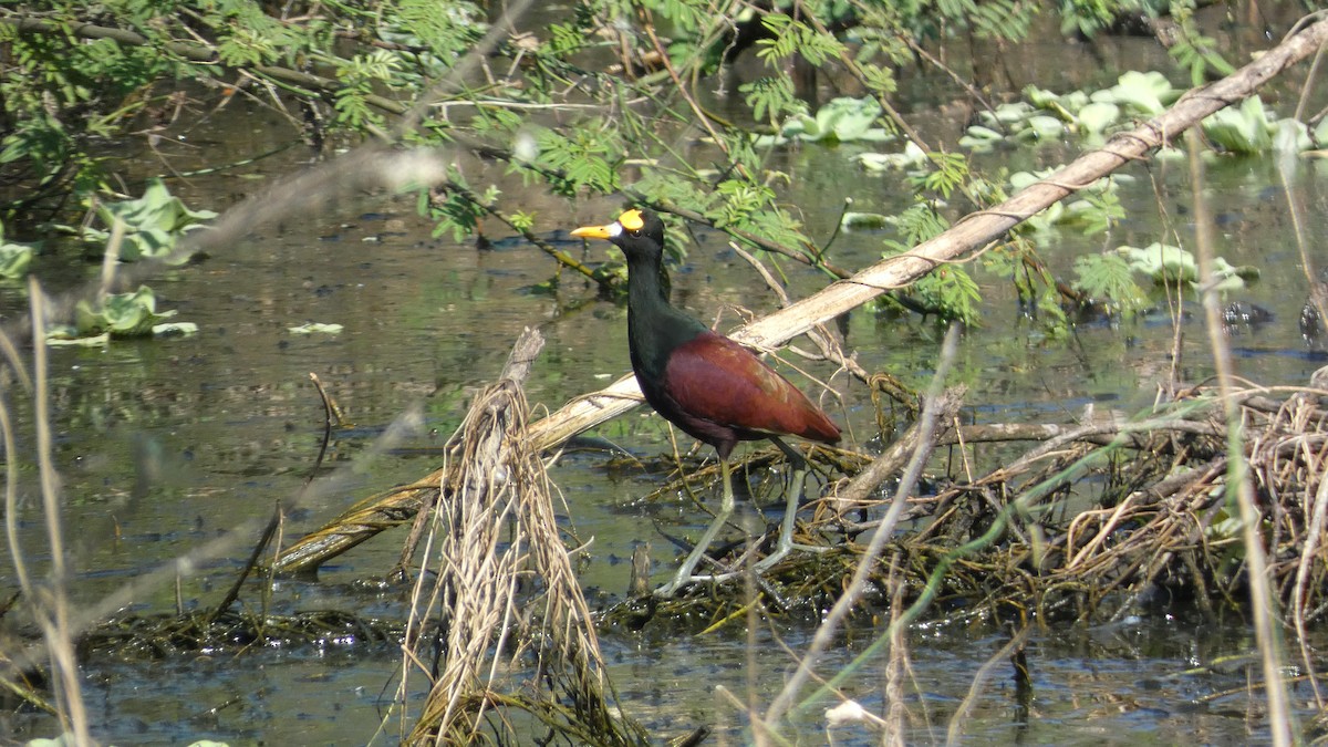 Northern Jacana - ML647814696