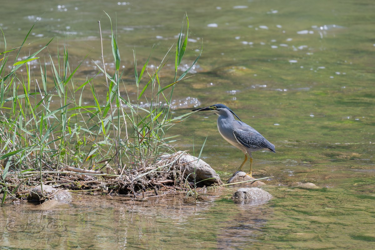 Little Heron - ML647814697