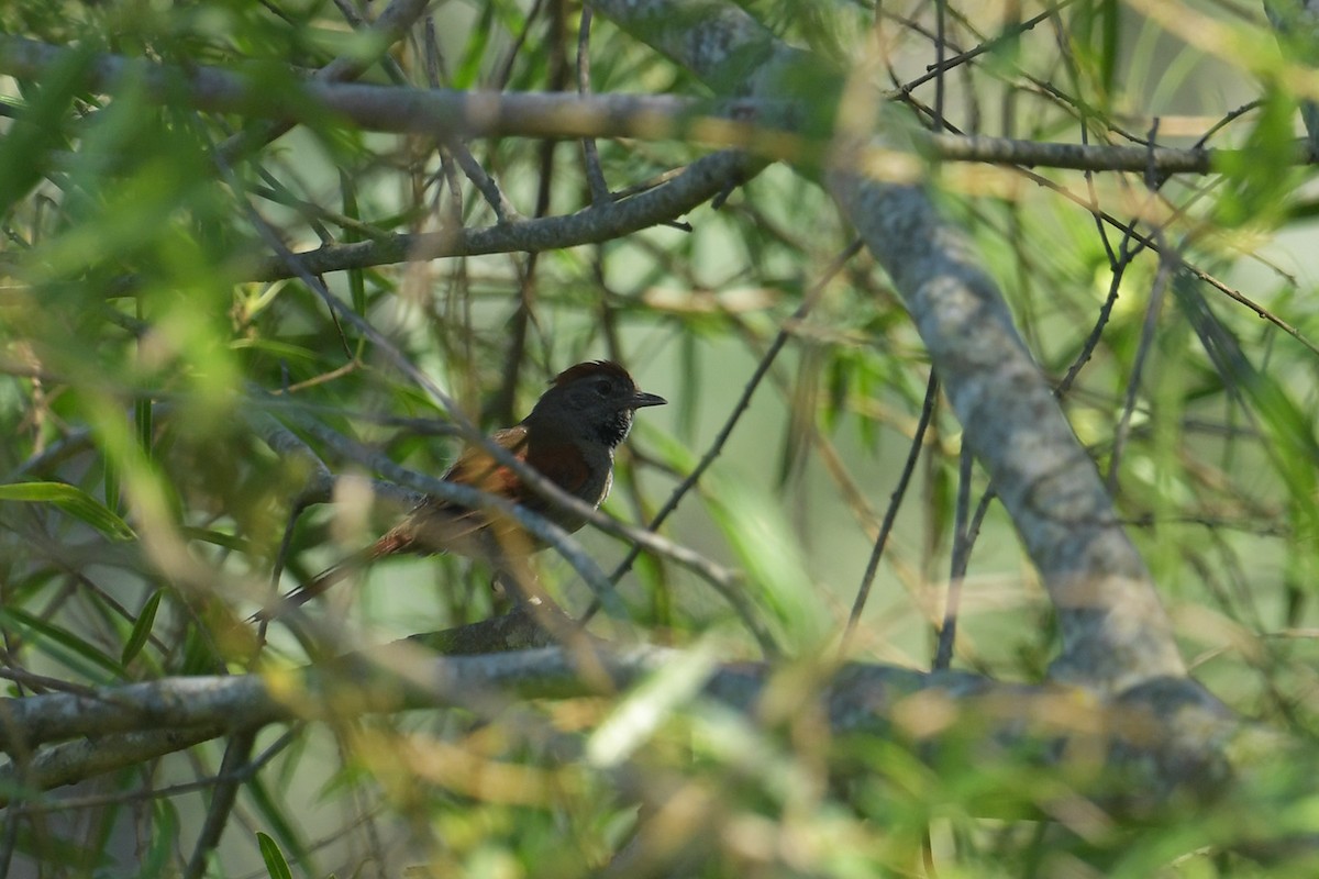 Sooty-fronted Spinetail - ML647814698