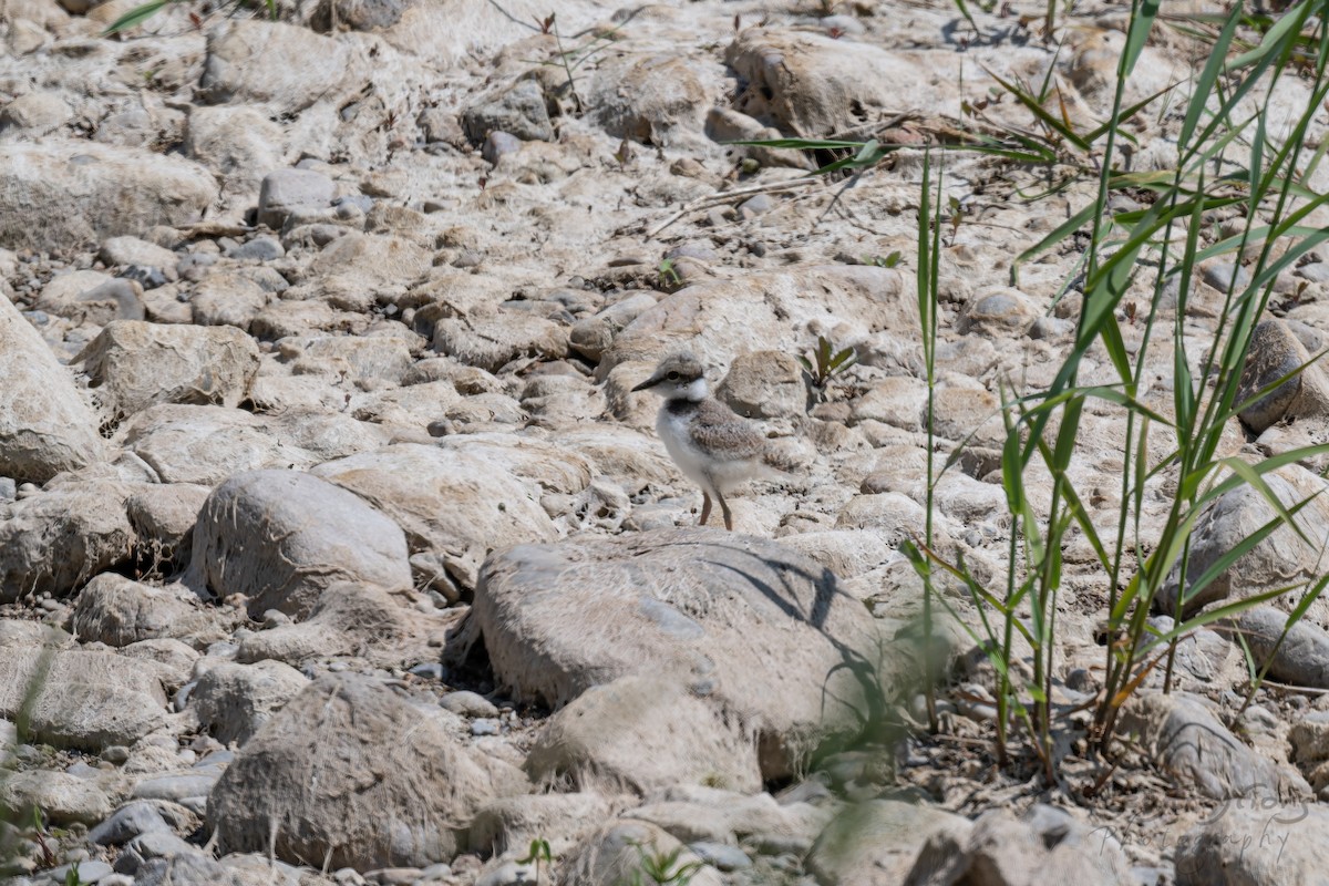 Long-billed Plover - ML647814702