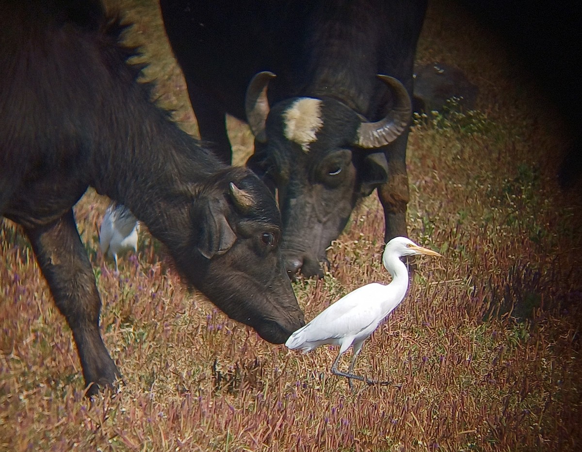 Eastern Cattle-Egret - ML647814703