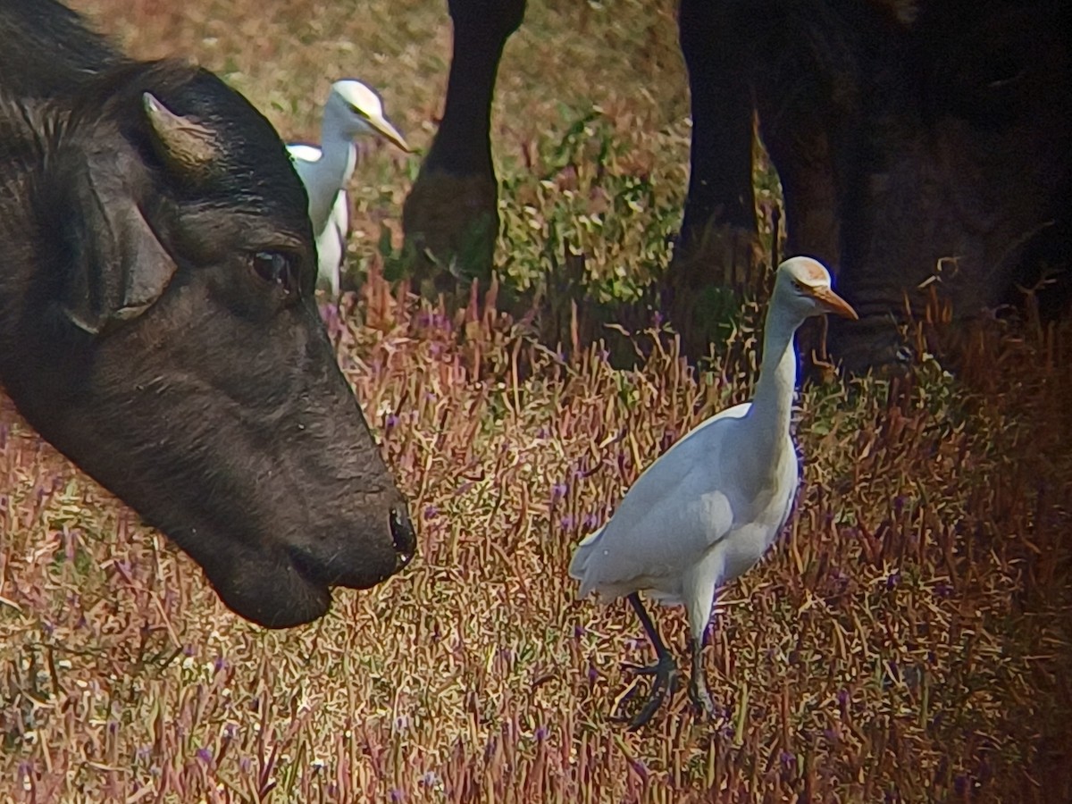 Eastern Cattle-Egret - ML647814705