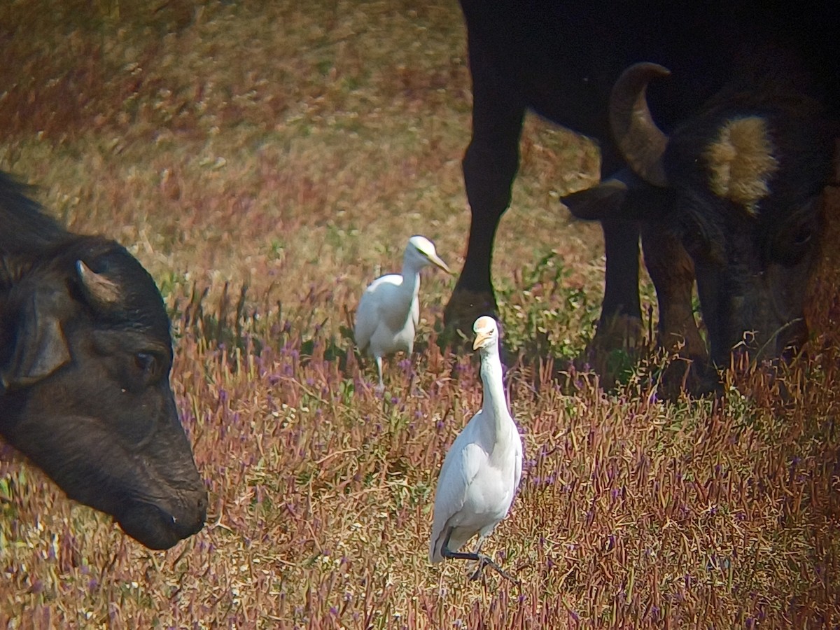 Eastern Cattle-Egret - ML647814706