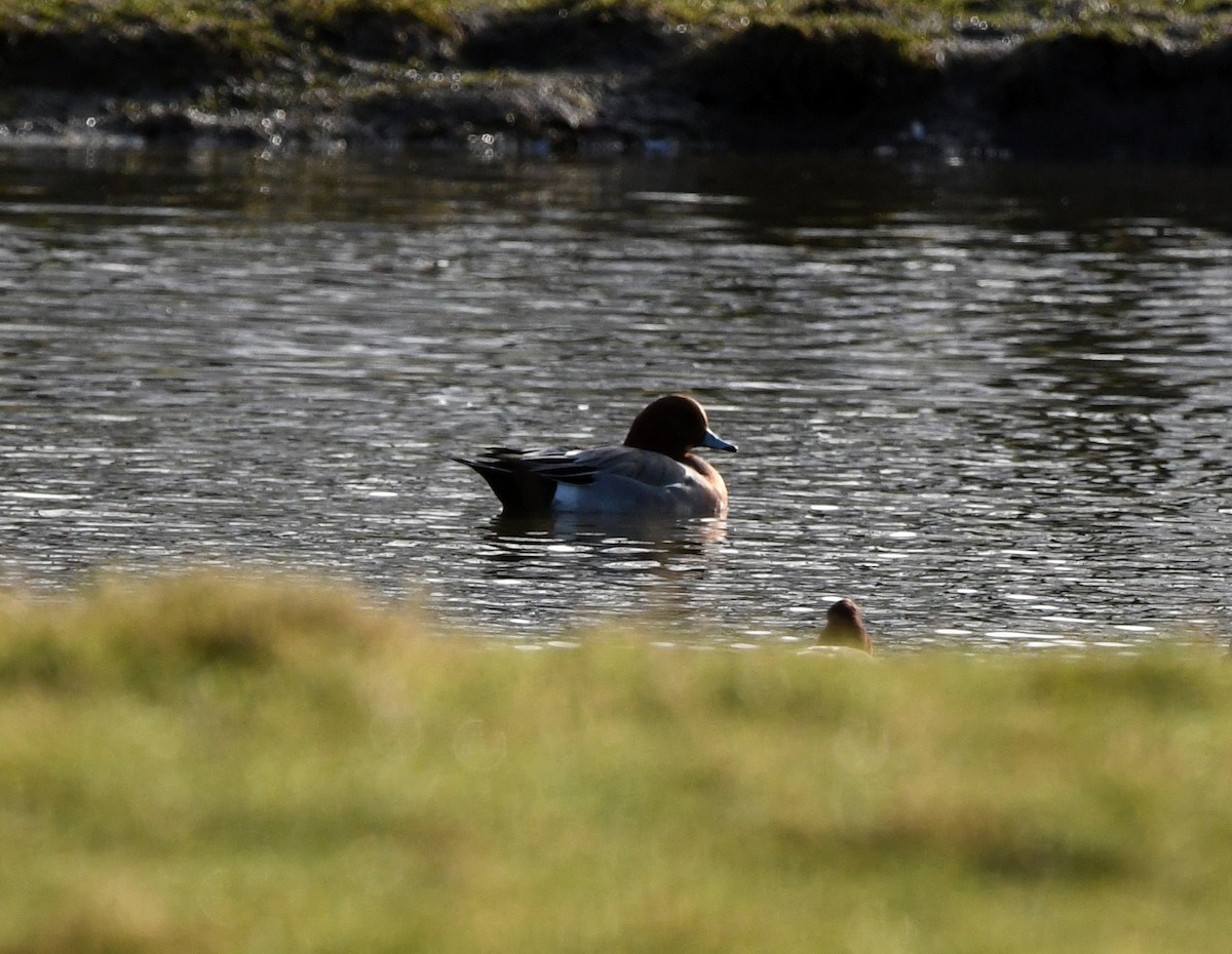 Eurasian Wigeon - ML647814707