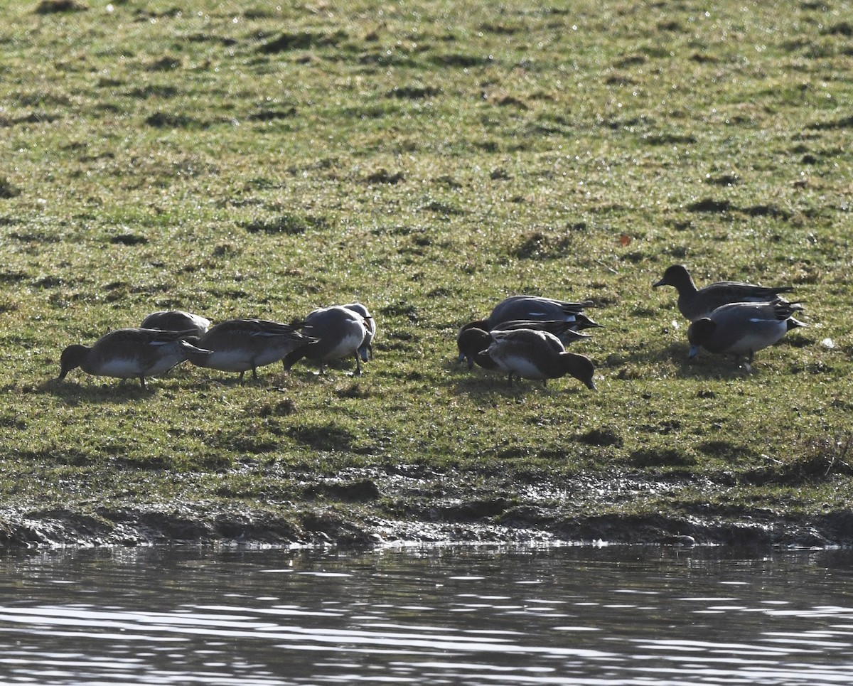 Eurasian Wigeon - ML647814708