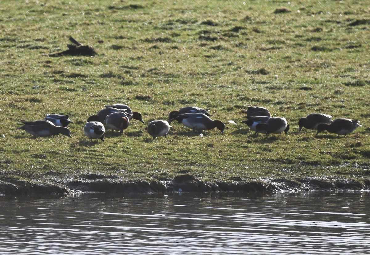 Eurasian Wigeon - ML647814709
