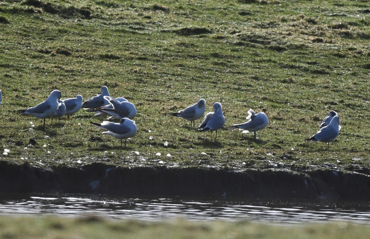Black-headed Gull - ML647814710