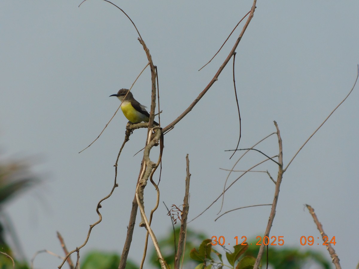 Purple-rumped Sunbird - ML647814711