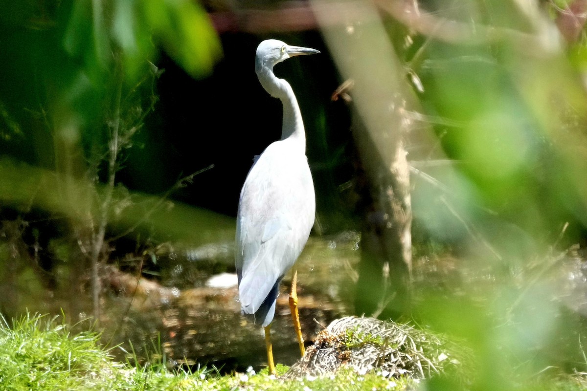 Белолицая цапля - ML647814712