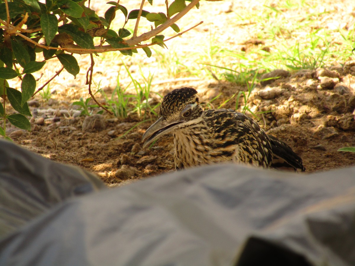 Gambel's Quail - ML647814713