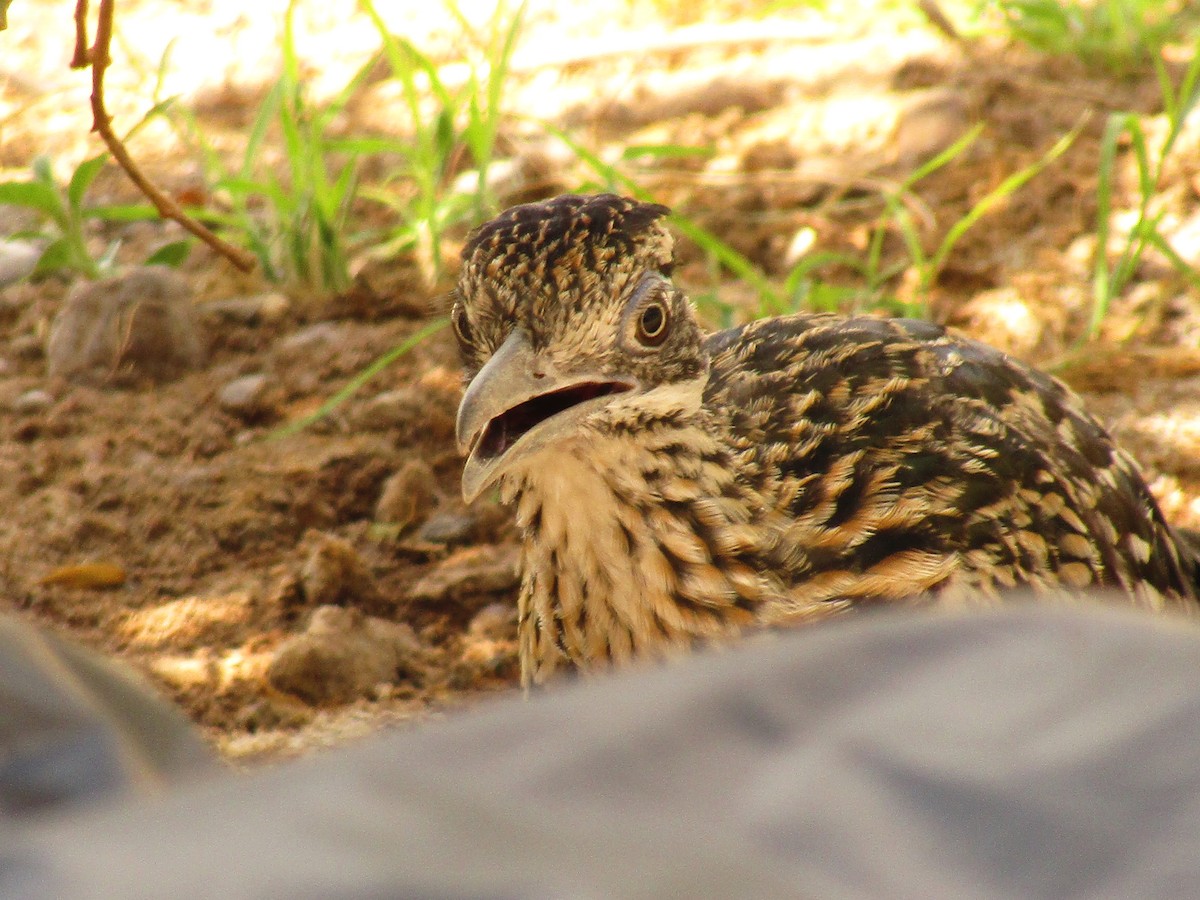 Калифорнийская кукушка-подорожник - ML647814714