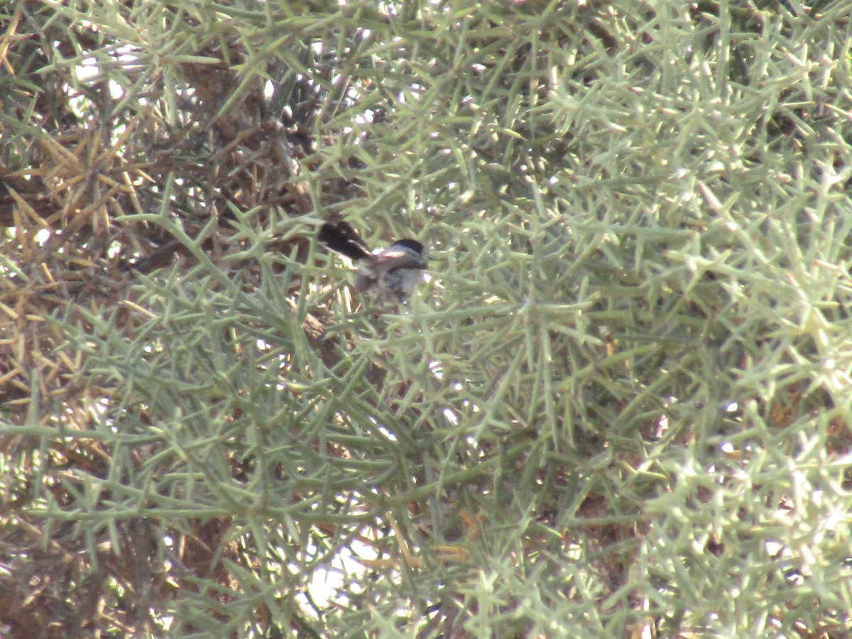 Чернохвостая комароловка - ML647814716