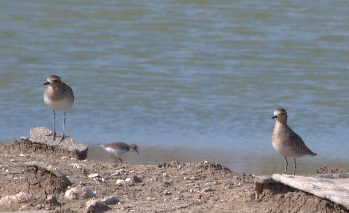 Бурокрылая ржанка - ML647814717