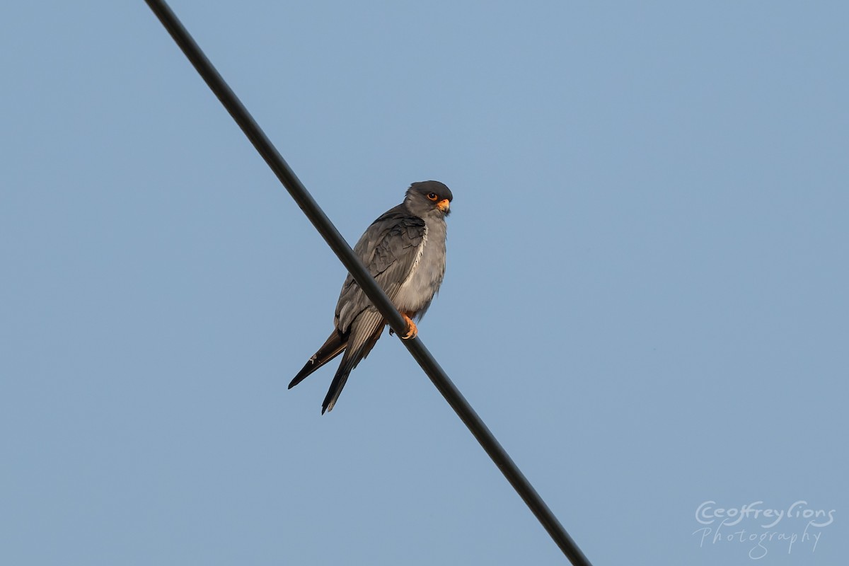 Амурский кобчик - ML647814718