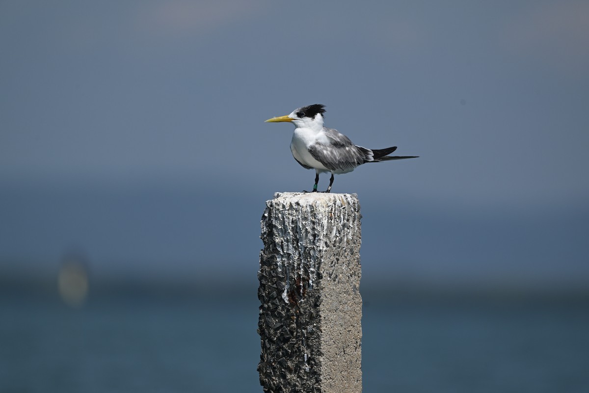 Хохлатая крачка - ML647814719