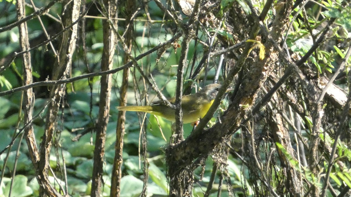 Луговая желтогрудка - ML647814720