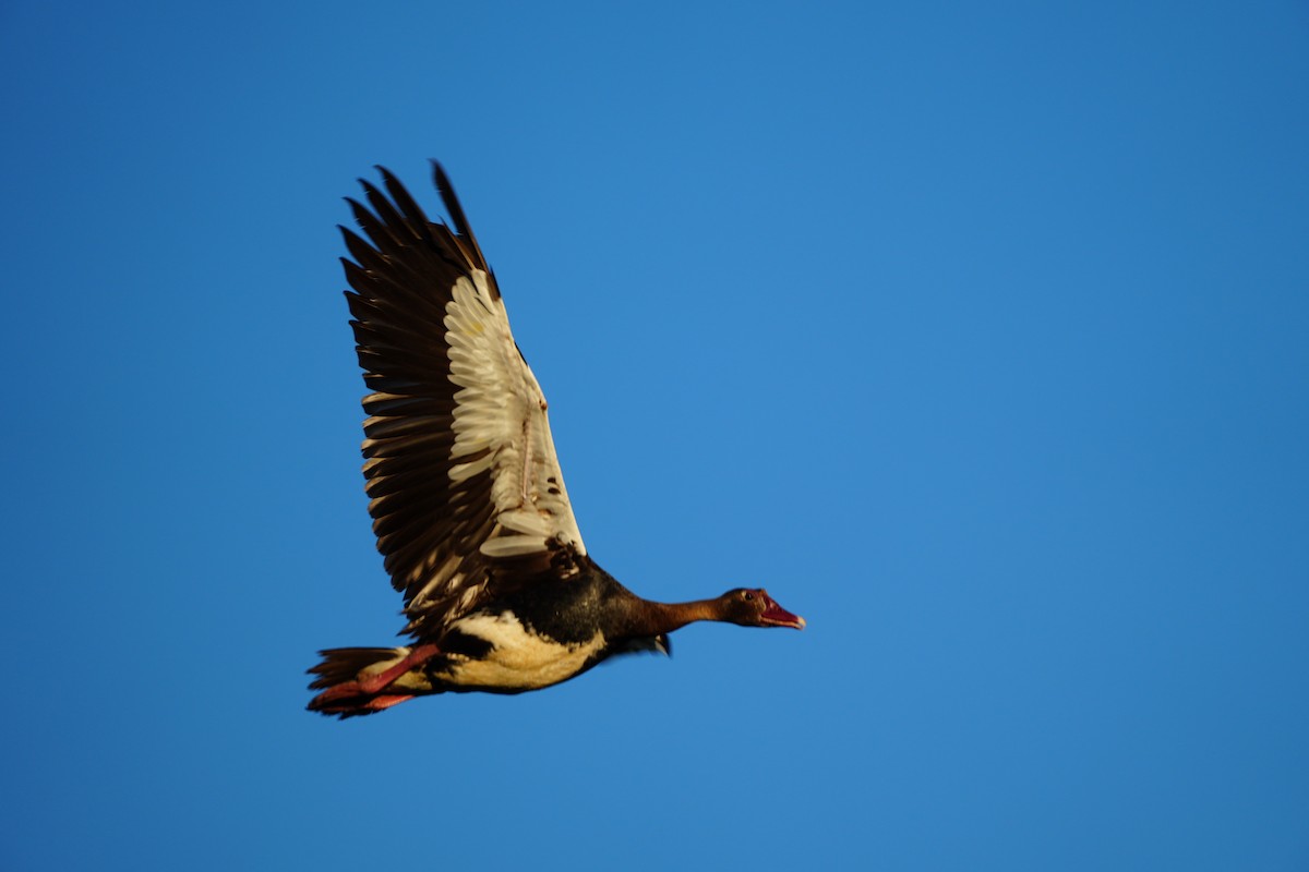 Шпорцевый гусь - ML647814721