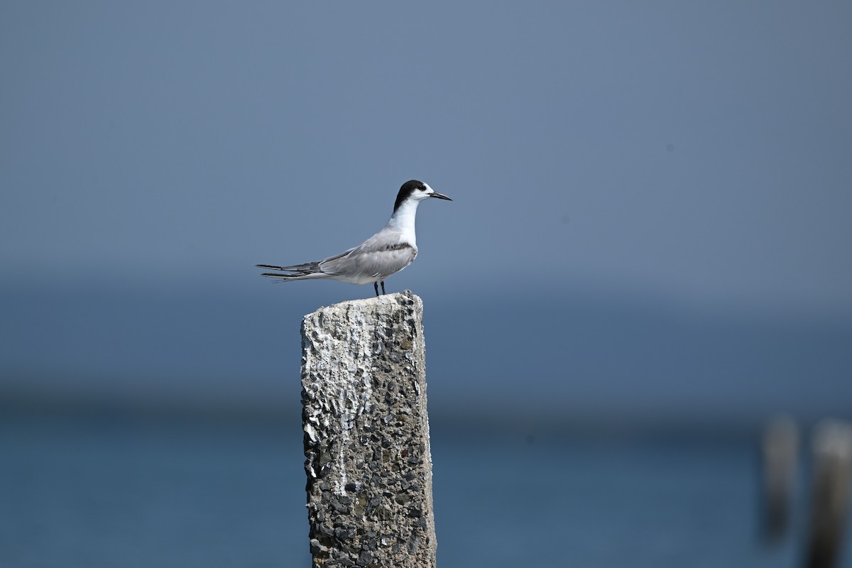 Речная крачка - ML647814722