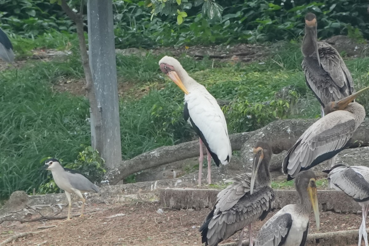 Серый клювач - ML647814723