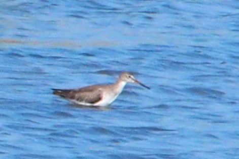 Щёголь - ML647814726