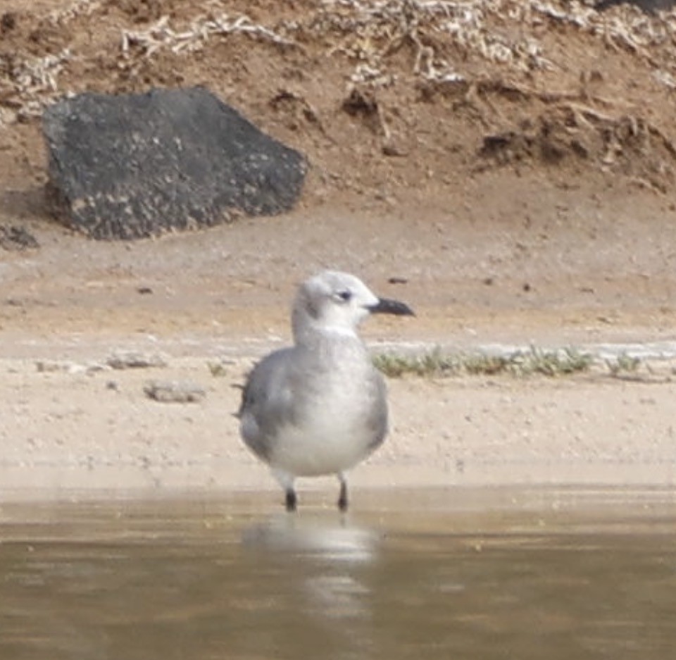 Ацтекская чайка - ML647814727