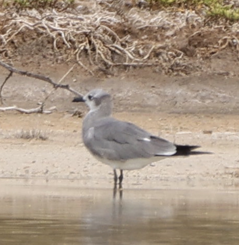 Ацтекская чайка - ML647814728