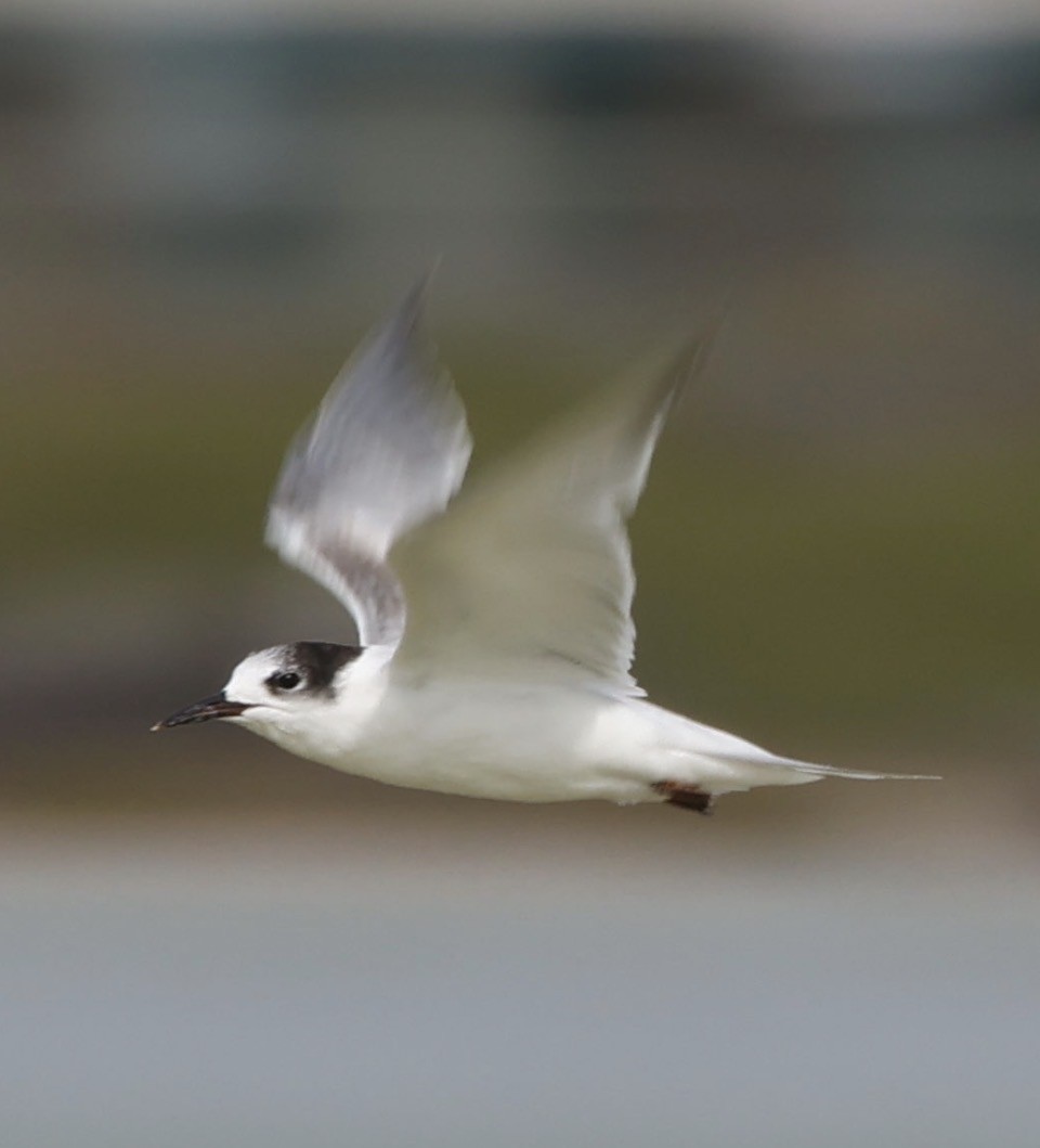 Common Tern - ML647814729