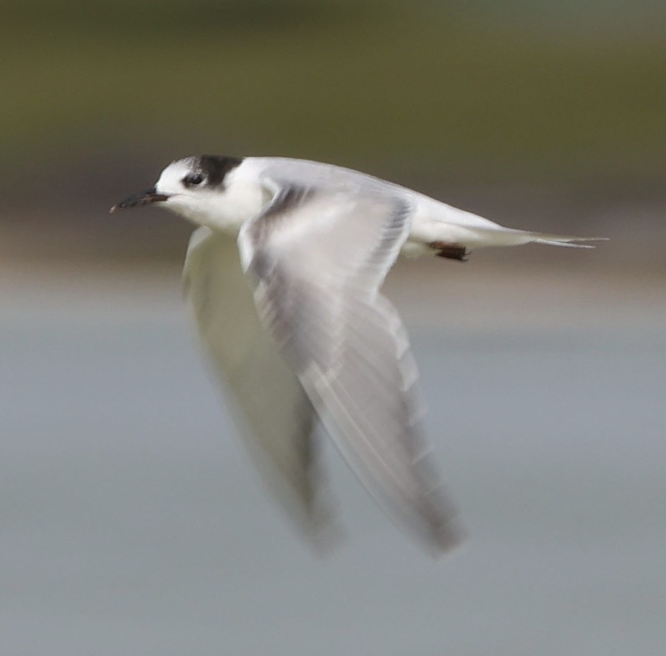 Common Tern - ML647814730