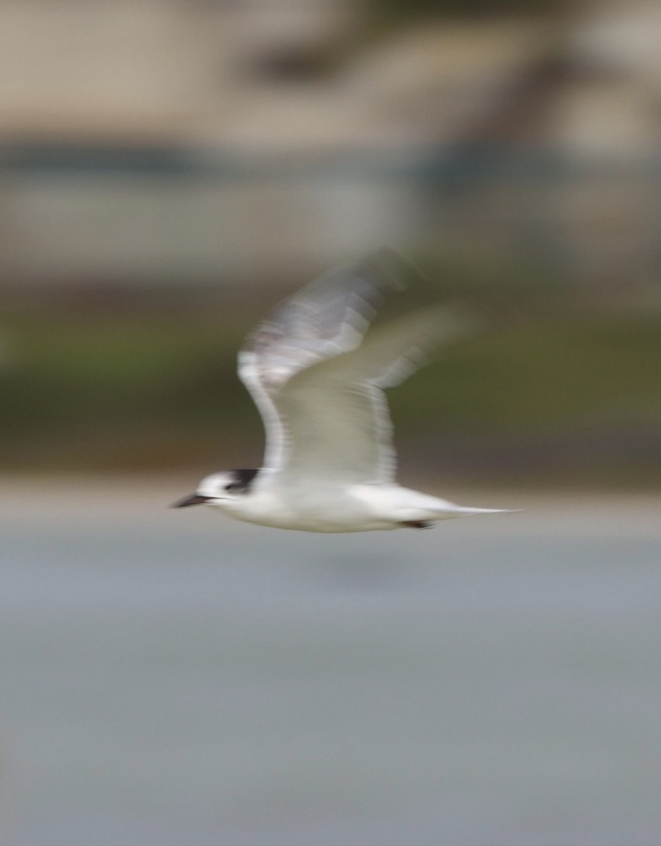 Common Tern - ML647814731