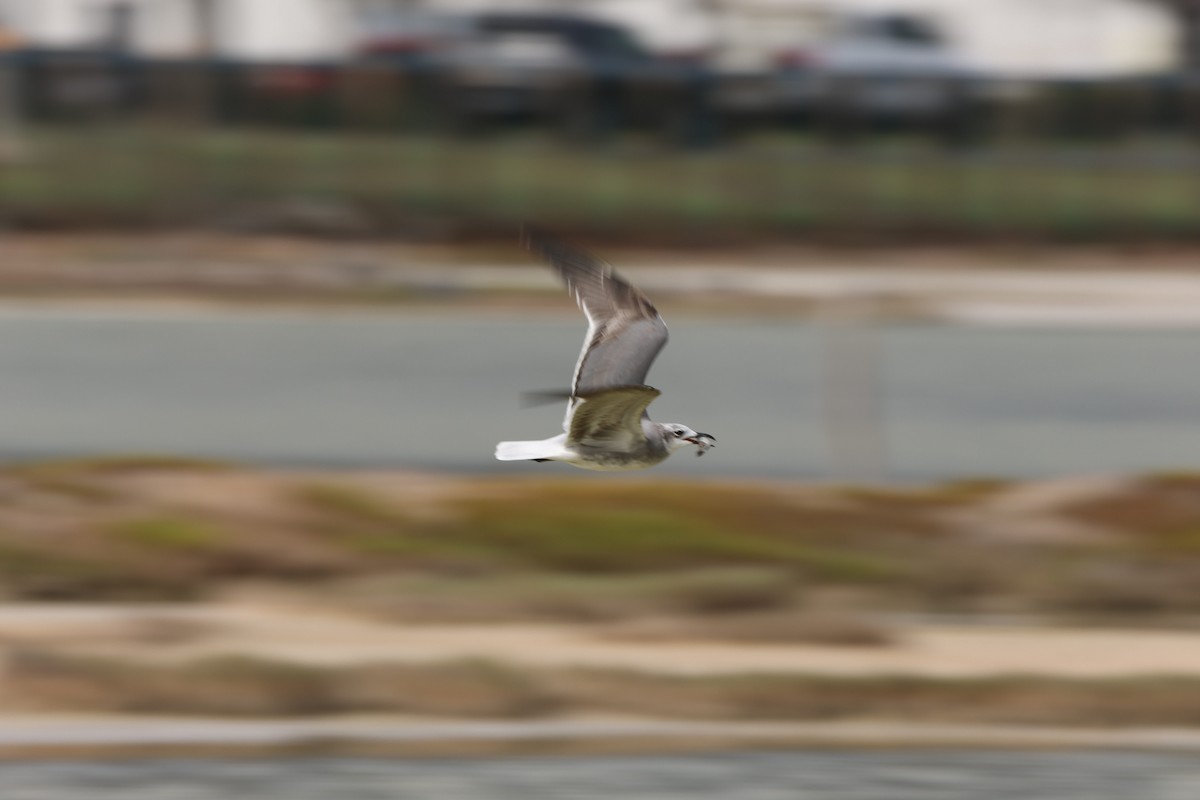 Ацтекская чайка - ML647814732