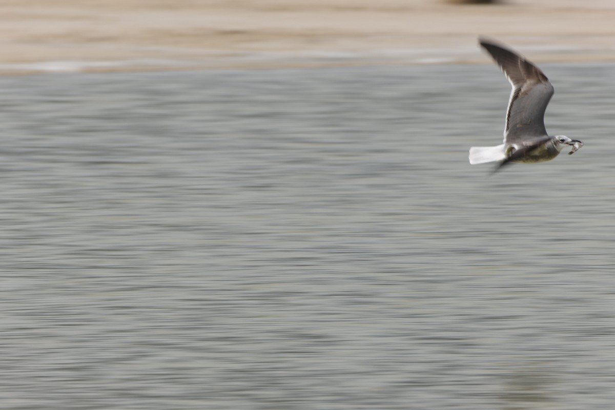 Ацтекская чайка - ML647814733