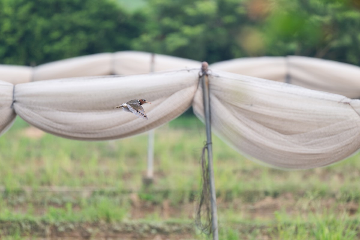 Цветной бекас - ML647814734