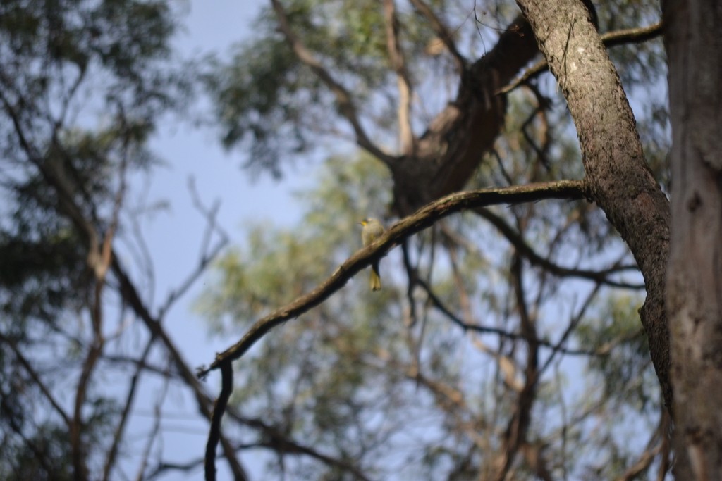 Желтозобая медвянка - ML647814735